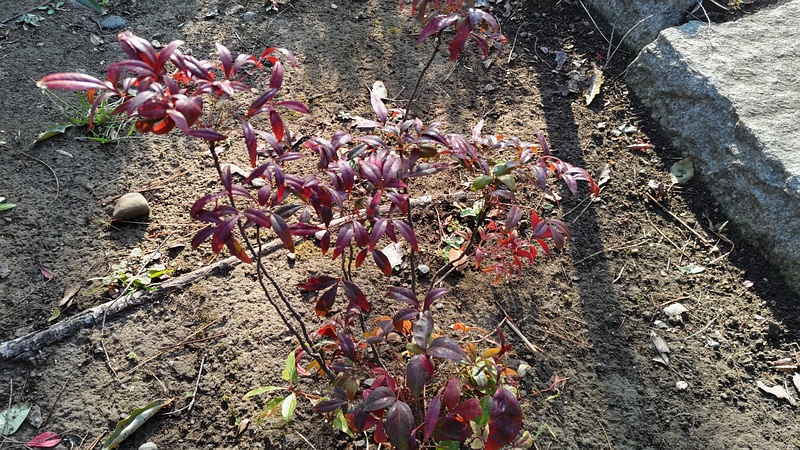 オタフクナンテン 東京都大田区平和島公園