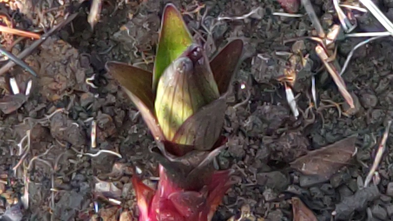 テッポウユリの芽 東京都大田区平和島公園