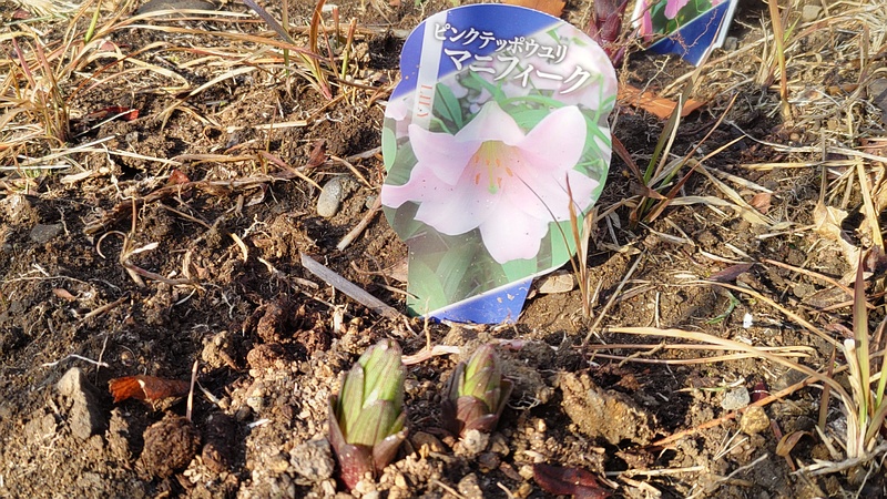 ピンクテッポウユリの名札 東京都大田区平和島公園