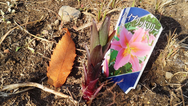 テッポウユリの芽 東京都大田区平和島公園