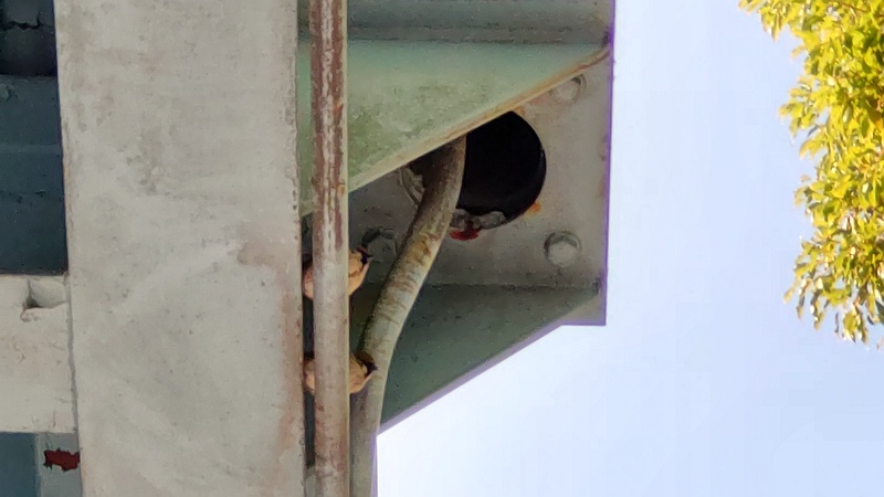 歩道橋の下のスズメ 東京都大田区平和島公園