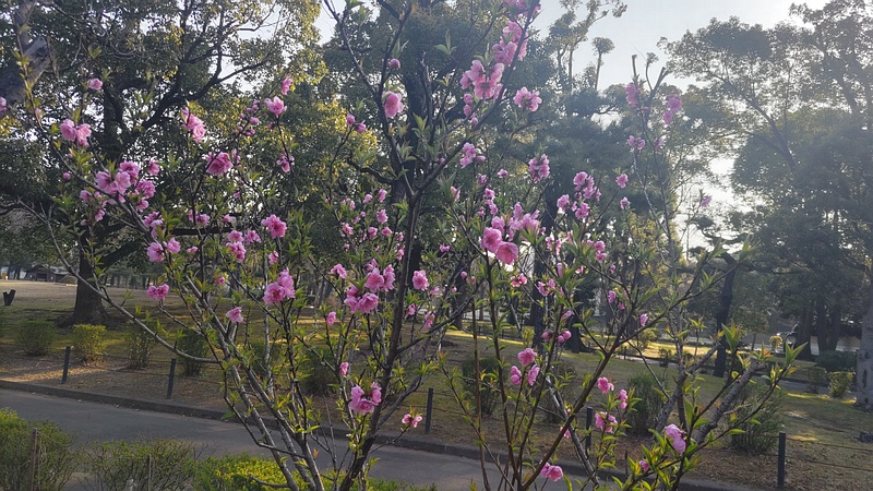 ハナモモの花 東京都大田区平和島公園