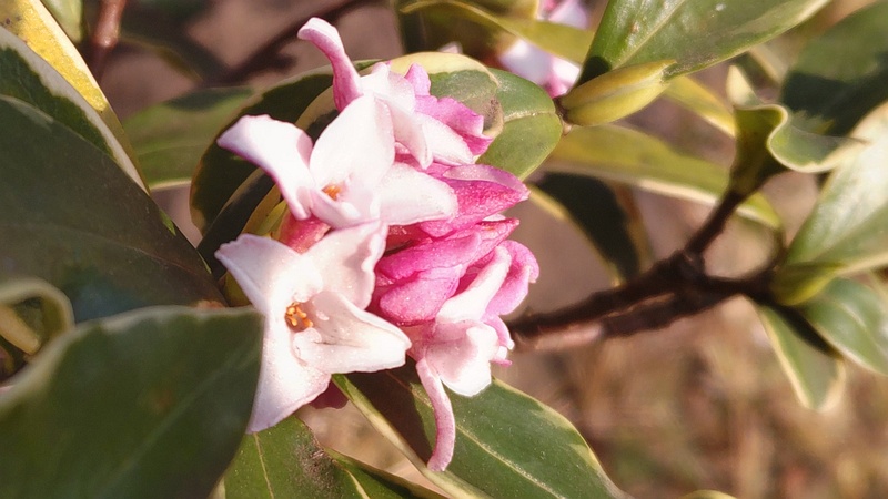 ジンチョウゲの花 東京都大田区平和島公園