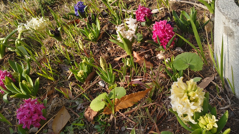 ヒヤシンスの花 東京都大田区平和島公園