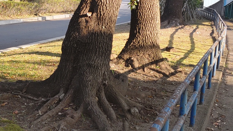 クスノキのスズメ 東京都大田区平和島公園