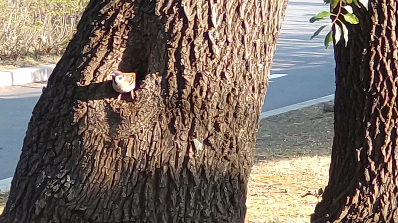 クスノキのスズメ 東京都大田区平和島公園