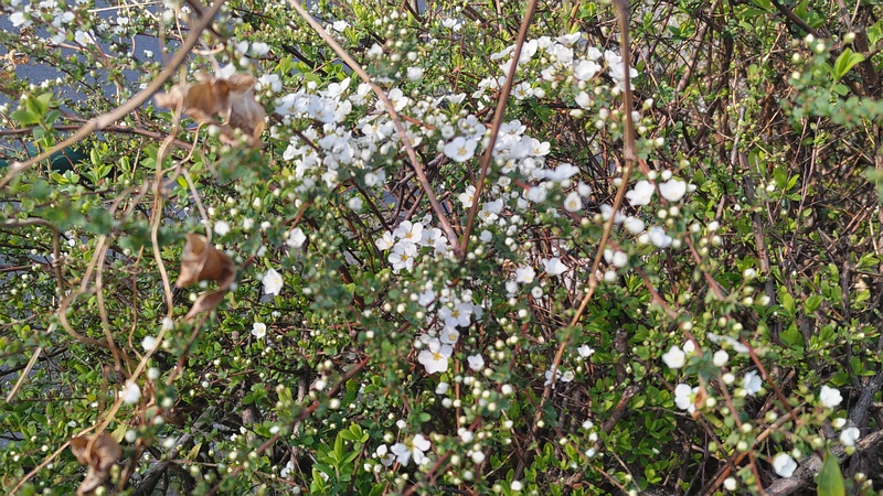 ユキヤナギの花 東京都大田区大和大橋