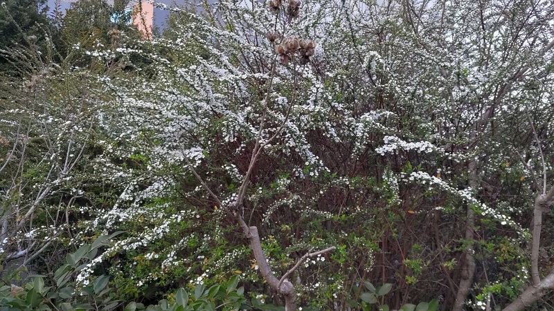 ユキヤナギの花 東京都大田区大和大橋