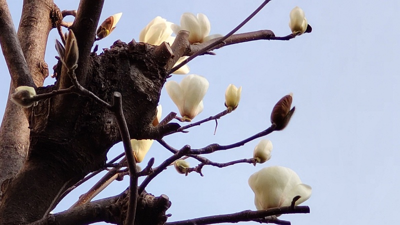 ハクモクレンの花 東京都大田区平和島公園