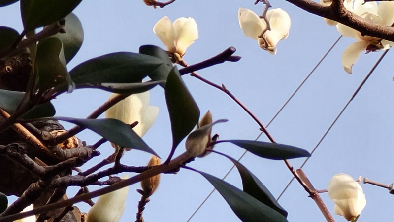 ハクモクレンの花 東京都大田区平和島公園