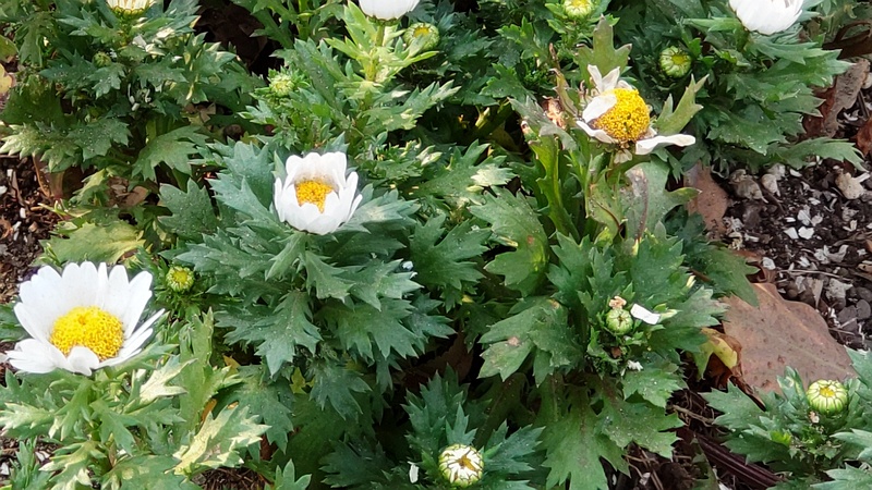 カンシロギクの花 東京都大田区平和島公園