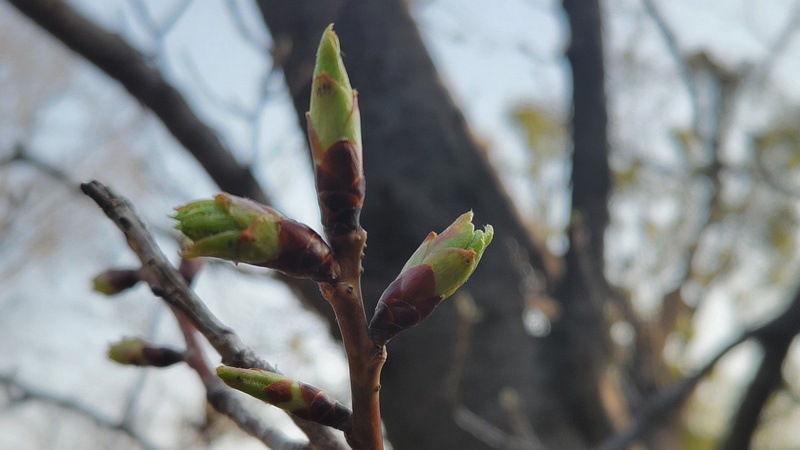 オオシマザクラの冬芽 東京都大田区平和島公園