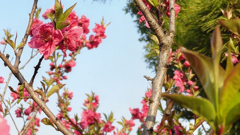 ハナモモの花 東京都大田区平和島公園