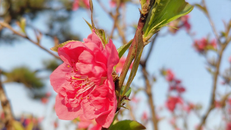 ハナモモの花 東京都大田区平和島公園