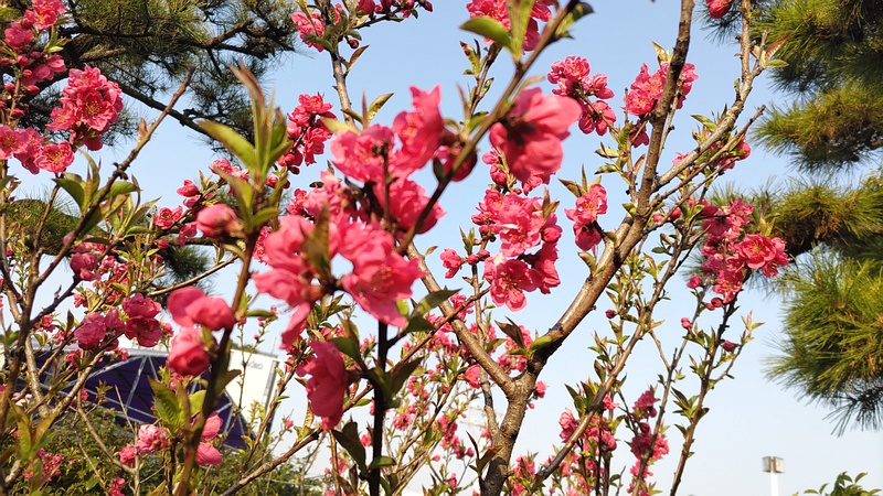 ハナモモの花 東京都大田区平和島公園