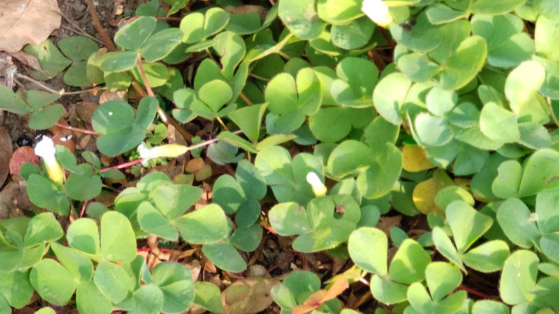 ミヤマカタバミの花 東京都大田区平和島公園
