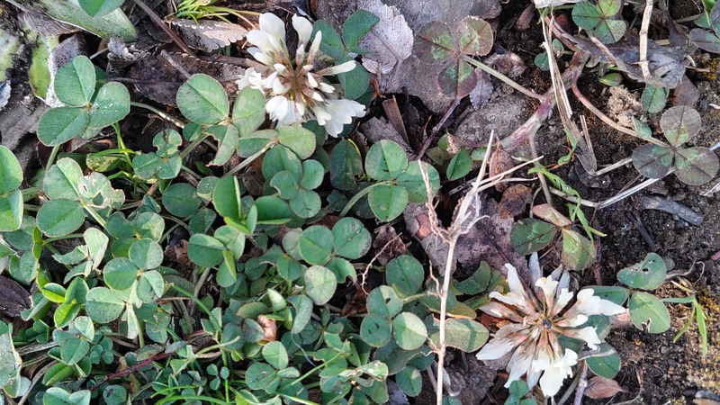 シロツメクサの花 東京都大田区平和島公園
