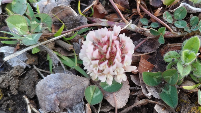 シロツメクサの花 東京都大田区平和島公園