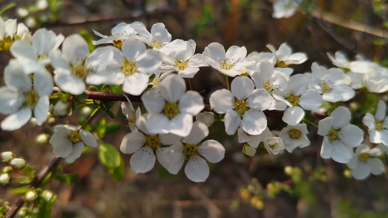ユキヤナギの花 東京都大田区平和島公園