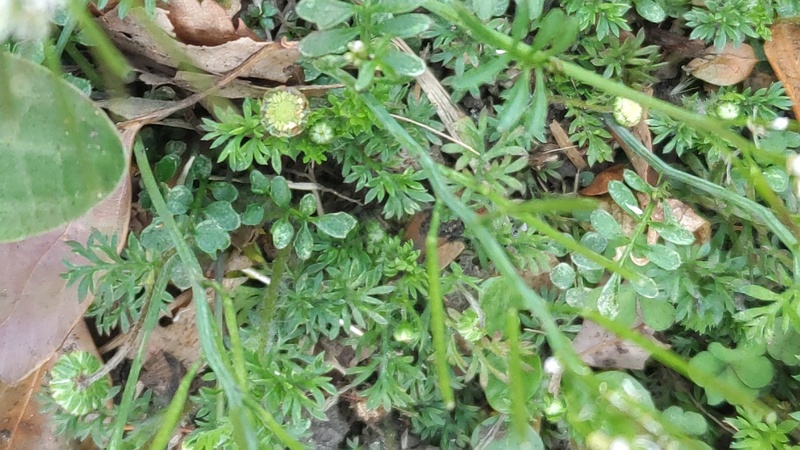 マメカミツレとミチタネツケバナ 東京都大田区平和島公園
