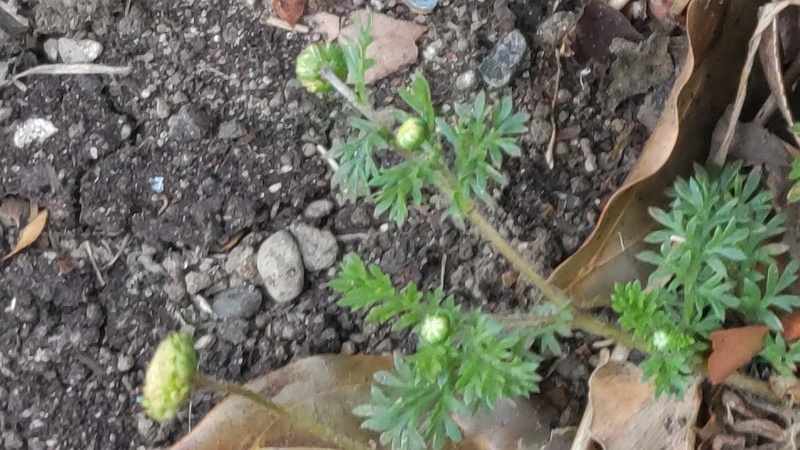 マメカミツレ 東京都大田区平和島公園