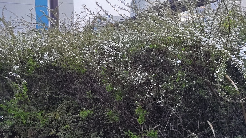ユキヤナギの花 東京都大田区大和大橋