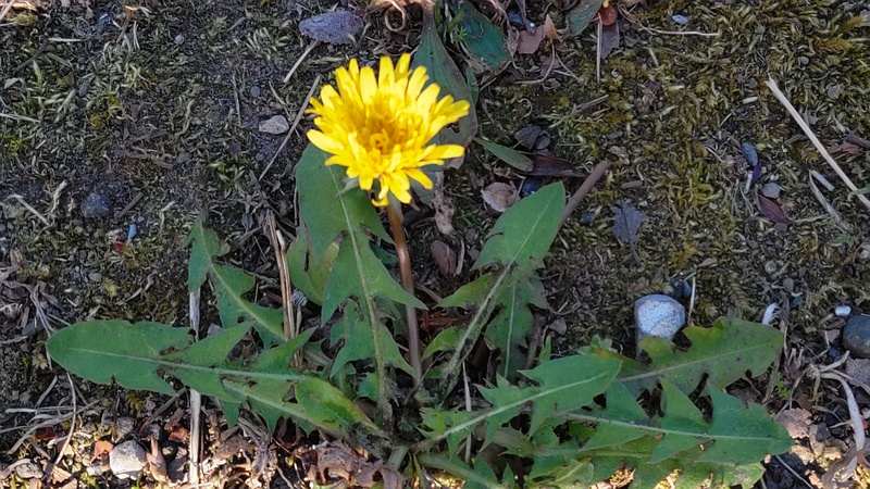 セイヨウタンポポの花 東京都大田区平和島公園