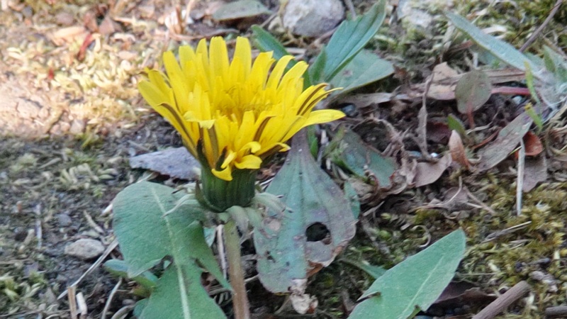 セイヨウタンポポの花 東京都大田区平和島公園
