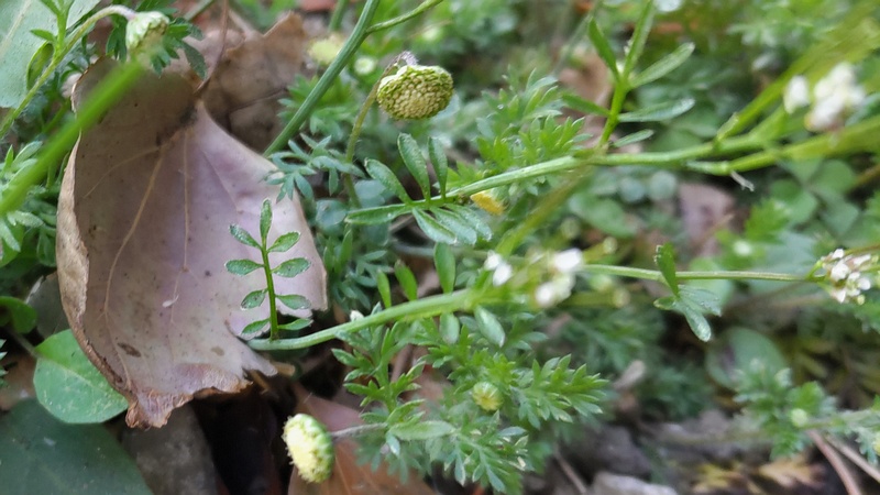 マメカミツレ？ 東京都大田区平和島公園