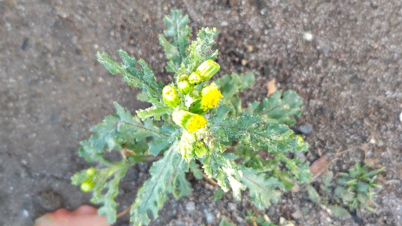 ノボロギクの花 東京都大田区平和島公園