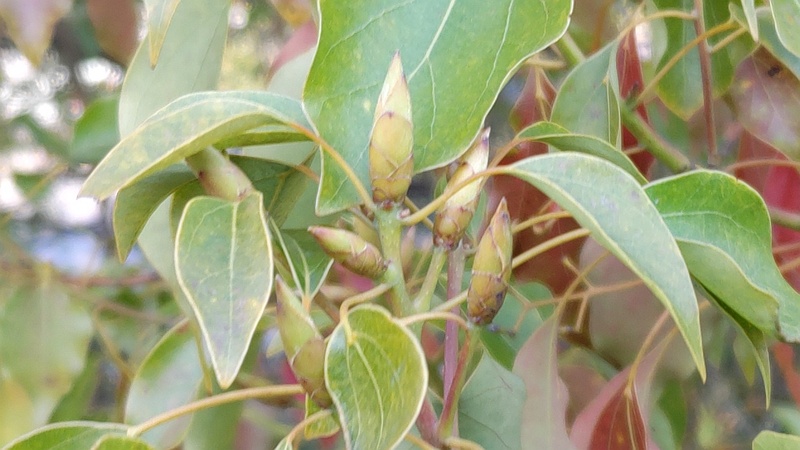 クスノキの葉芽 東京都大田区平和島公園