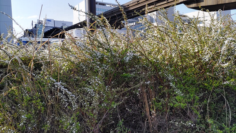 ユキヤナギの花 東京都大田区大和大橋