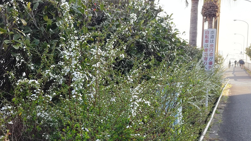 ユキヤナギの花 東京都大田区大和大橋