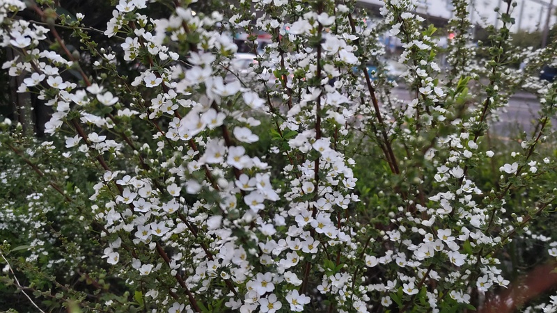 ユキヤナギの花 東京都大田区大和大橋