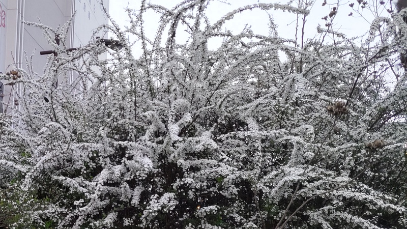 ユキヤナギの花 東京都大田区大和大橋