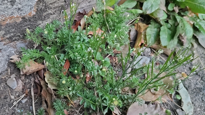 マメカミツレ、ミチタネツケバナ、ナガバギシギシ 東京都大田区平和島公園