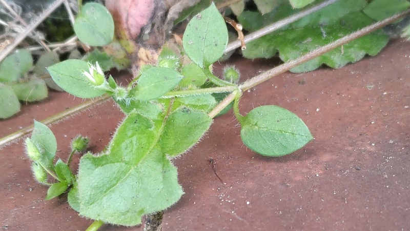 ハコベの花と蕾 横浜市旭区中希望が丘