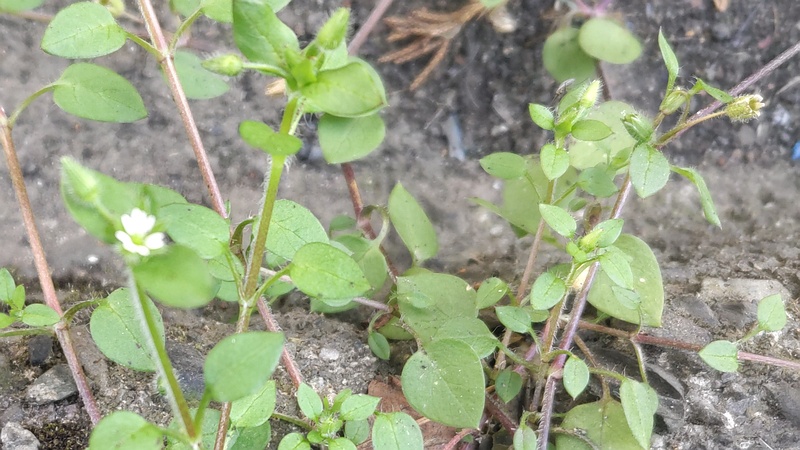 ハコベの花と蕾 横浜市旭区中希望が丘
