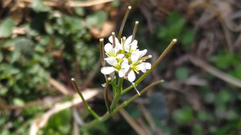 ミチタネツケバナの花 横浜市旭区今宿町