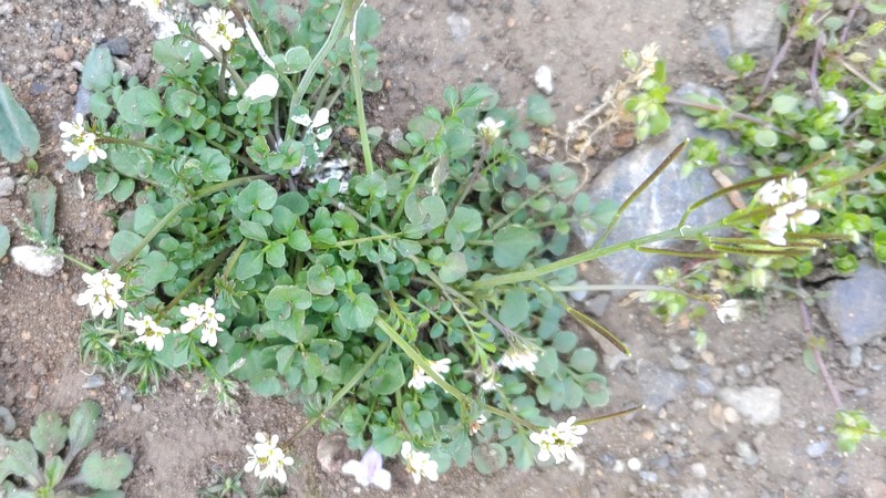 ミチタネツケバナの花 横浜市旭区今宿町