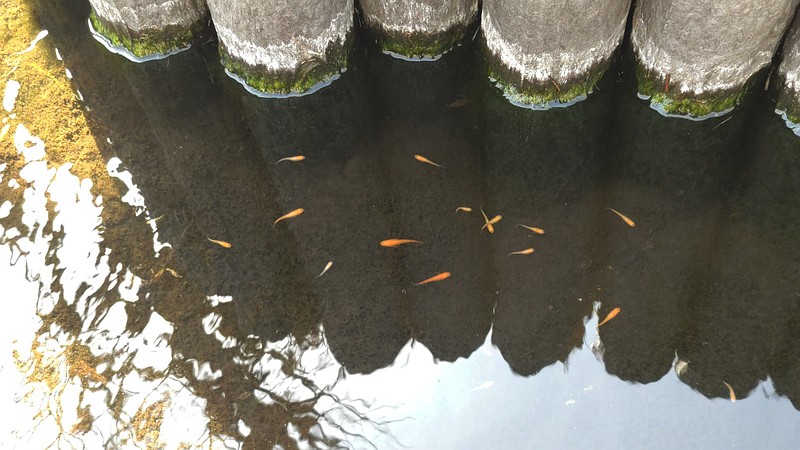 メダカ 横浜市旭区今宿中沢公園