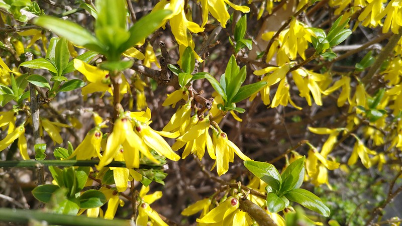 レンギョウの花 横浜市旭区今宿南町