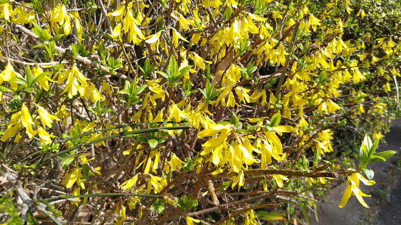 レンギョウの花 横浜市旭区今宿南町