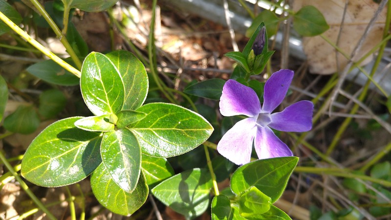 ツルニチニチソウの花 横浜市旭区今宿南町