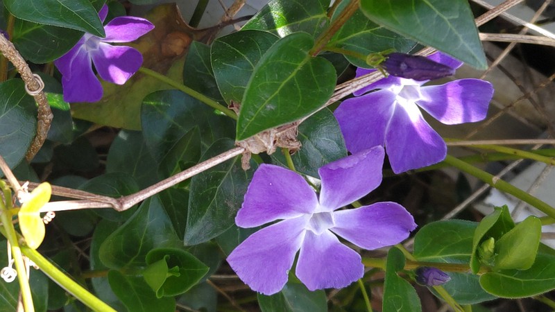 ツルニチニチソウの花 横浜市旭区今宿南町