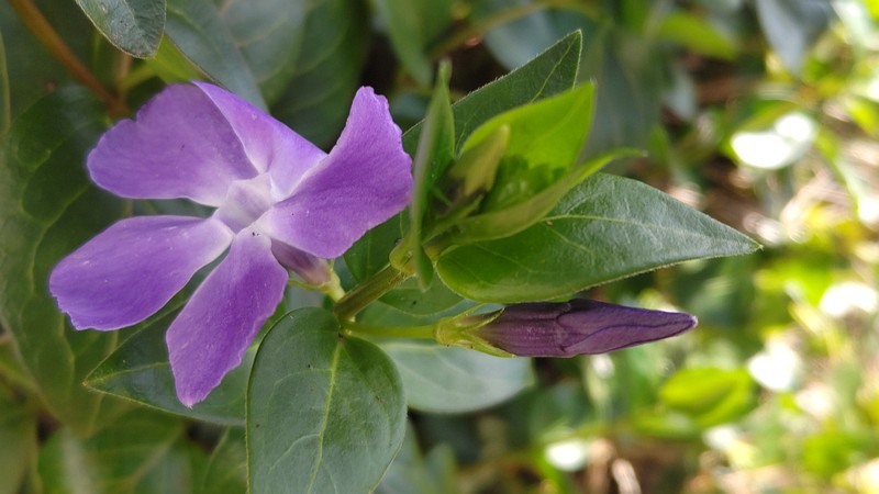 ツルニチニチソウの花 横浜市旭区今宿南町