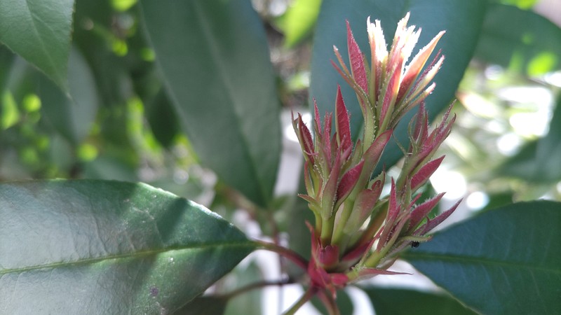 カナメモチの新芽 横浜市旭区今宿南町
