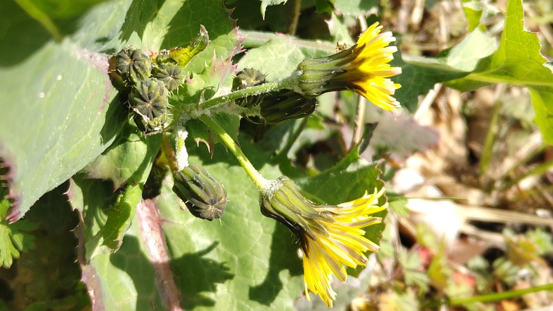 ノゲシの花 横浜市旭区今宿南町