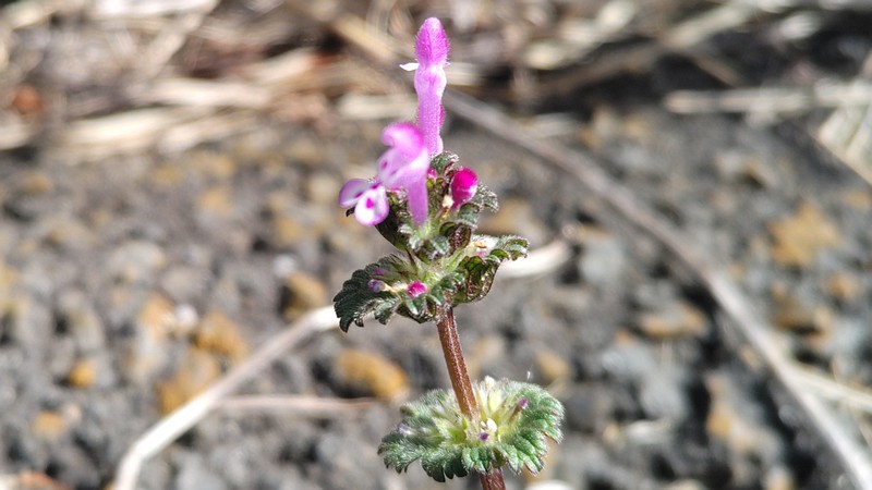 ホトケノザの花 横浜市旭区今宿南町
