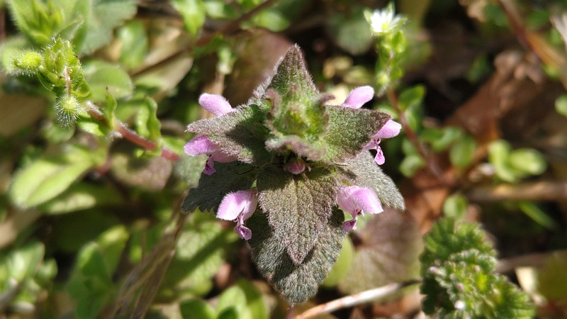 ヒメオドリコソウの花 横浜市旭区今宿南町